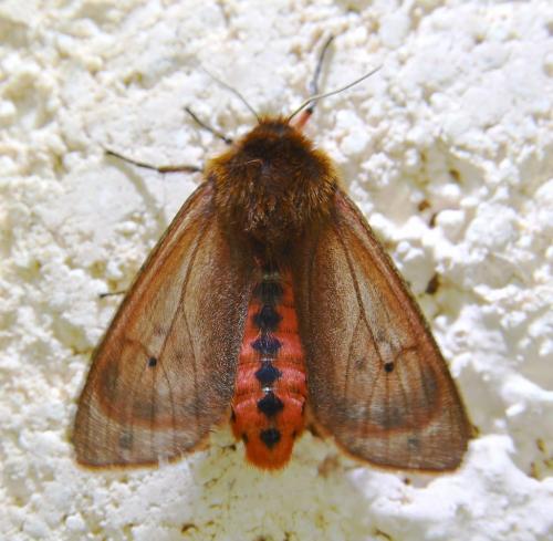 Réf. 335 107 : Phragmatobia fuliginosa